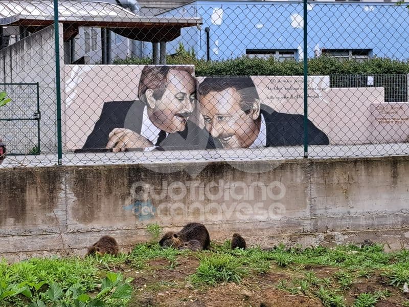 RIVAROLO CANAVESE - Sono tornate le nutrie vicino alla scuola elementare «Gibellini Vallauri» - FOTO