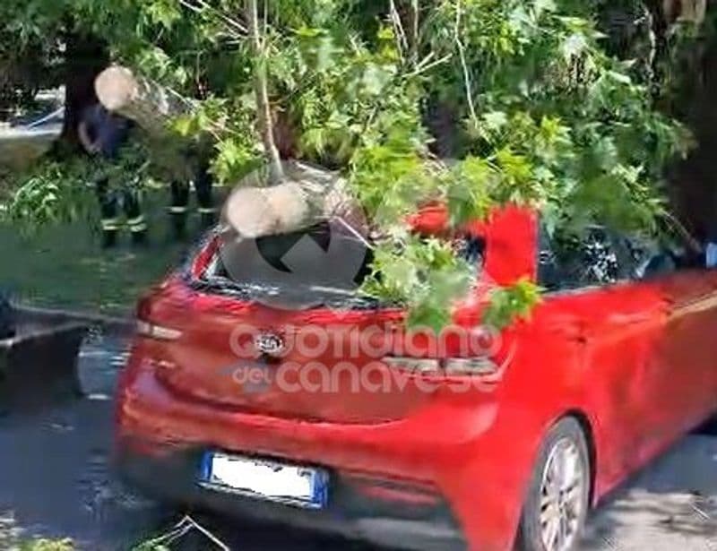 IVREA - Maltempo, ramo di un albero precipita sulle auto: intervento dei vigili del fuoco - FOTO