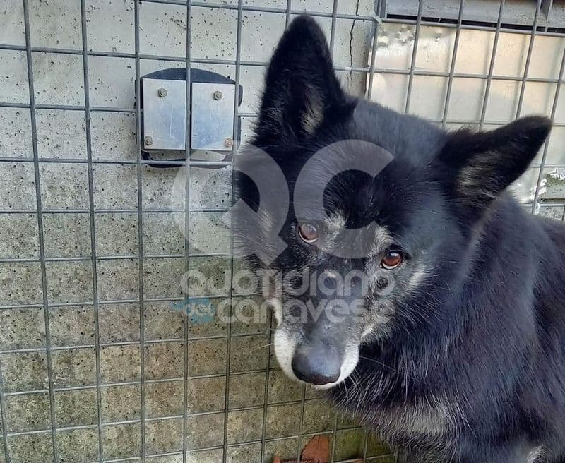 MONTANARO - Cane scappa dalla Valle d'Aosta e viene ritrovato dopo otto anni in Canavese