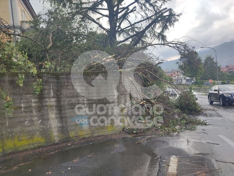 CUORGNE' - Pioggia e forti raffiche di vento: albero crolla all'improvviso in via Torino - FOTO