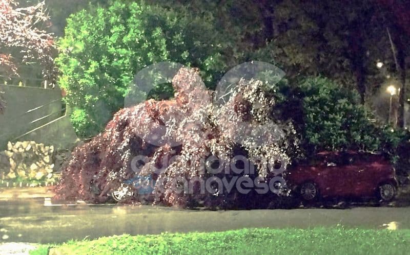 MALTEMPO IN CANAVESE - Crolla un albero a Strambino e centra un'auto parcheggiata. Corsi d'acqua ingrossati ma sotto controllo