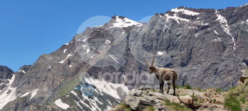 GRAN PARADISO - Così l'intelligenza artificiale verrà usata per «contare» gli stambecchi dell'area protetta - FOTO
