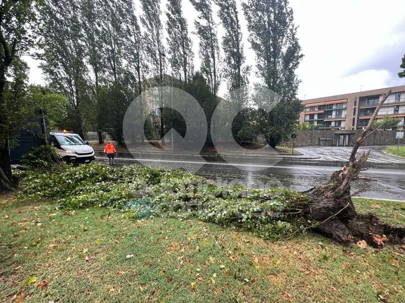 CANAVESE - Ondata di maltempo con pioggia e vento: diversi alberi caduti e qualche allagamento