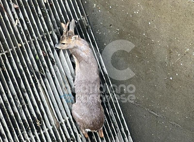 BAIRO - Il capriolo rischia di finire in acqua: salvato dai vigili del fuoco - FOTO e VIDEO
