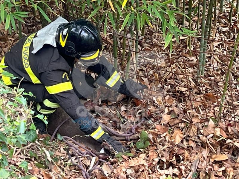 NOMAGLIO - «C'è un capriolo incastrato nella rete metallica»: intervengono i vigili del fuoco - FOTO