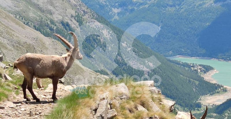 GRAN PARADISO - Stambecchi sempre più «notturni» a causa del riscaldamento globale