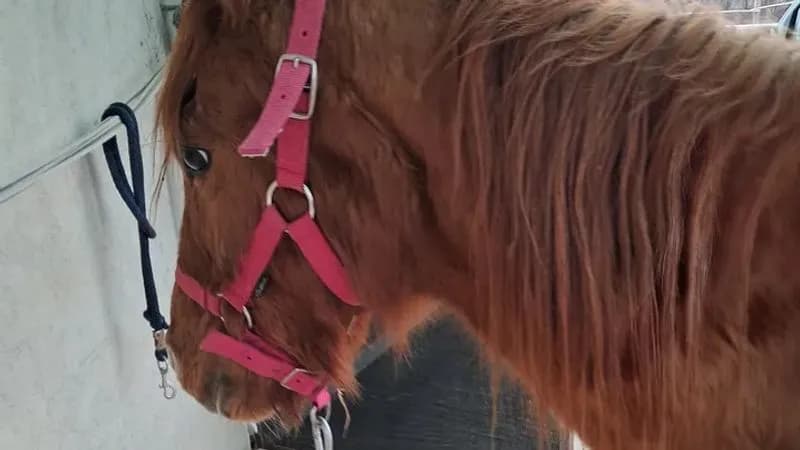 BARBANIA - Appello per la cavallina Matilda, trovata denutrita e maltrattata