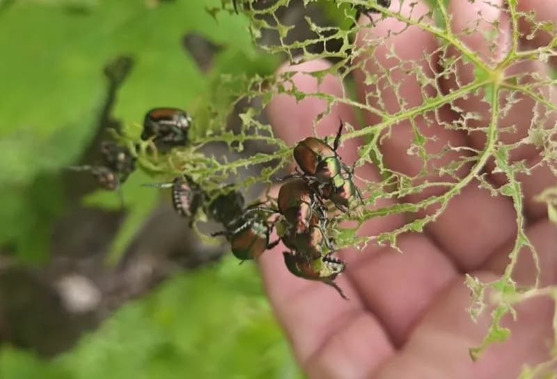 CANAVESE - Invasione di «Popillia japonica», il coleottero verde che mangia tutto e devasta le piante - FOTO