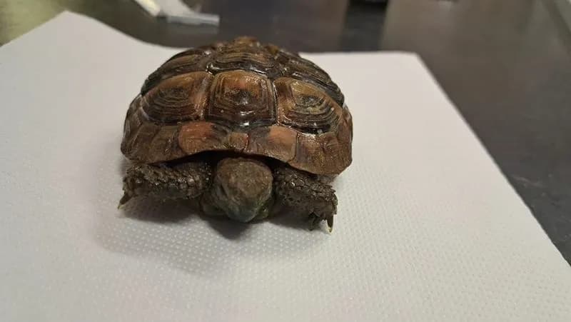 BOSCONERO - Non ce l'ha fatta la tartaruga trovata prima di Pasqua in via Ragazzi del '99