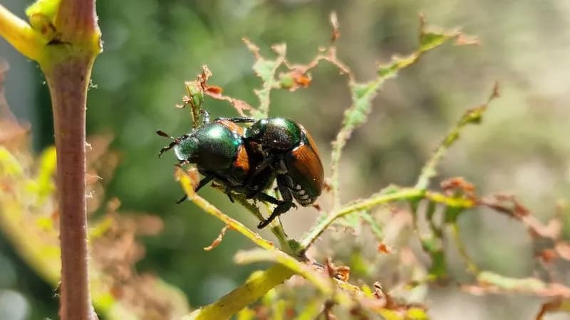 CANAVESE - Erbaluce in ginocchio, devastato dalla Popilia japonica: «Danni per oltre sei milioni di euro»