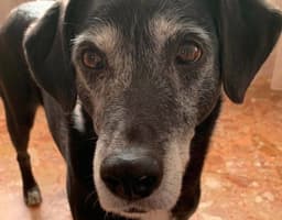 CALUSO - La nuova area cani di Moncalieri intitolata a Dix: la sua storia ha commosso e conquistato tutti