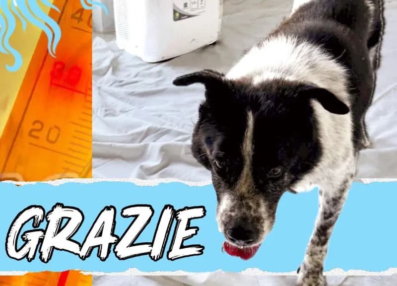 CALUSO - Missione compiuta: al canile sono arrivati i condizionatori donati dagli amici dei quattro zampe