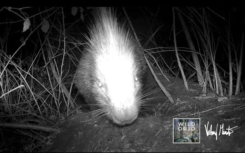 CALUSO - Scoperta la presenza dell'istrice nei boschi del Canavese - FOTO
