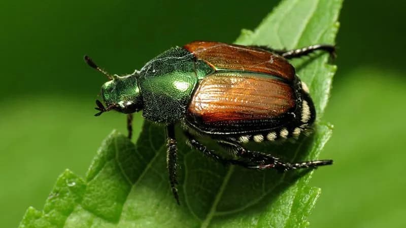 CANAVESE - La popillia japonica mette a rischio l'Erbaluce: «La Regione si attivi»