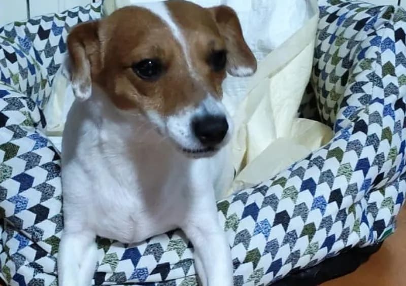 CASTELLAMONTE - In cerca di un'adozione del cuore per la piccola Birba