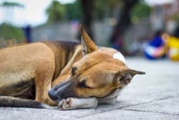 CASTELLAMONTE - Cane trovato morto in strada per Rivarolo, l'autopsia conferma l'avvelenamento: scatta la denuncia