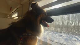 CASTELLAMONTE - La storia di Oliver, il cane nato sotto le bombe in Ucraina: salvato e adottato in Canavese - FOTO