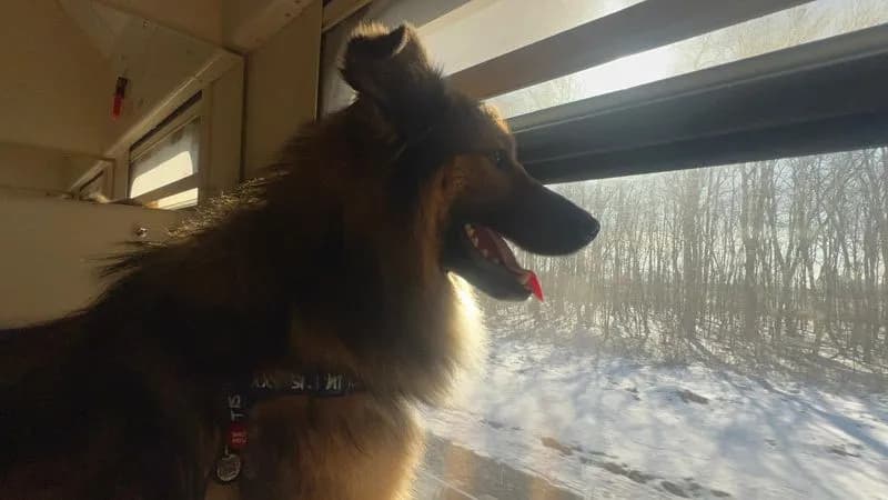 CASTELLAMONTE - La storia di Oliver, il cane nato sotto le bombe in Ucraina: salvato e adottato in Canavese - FOTO