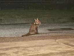 CASTELLAMONTE - Volpe a spasso per la città, recuperata e affidata alle cure del Canc: era ferita a una zampa