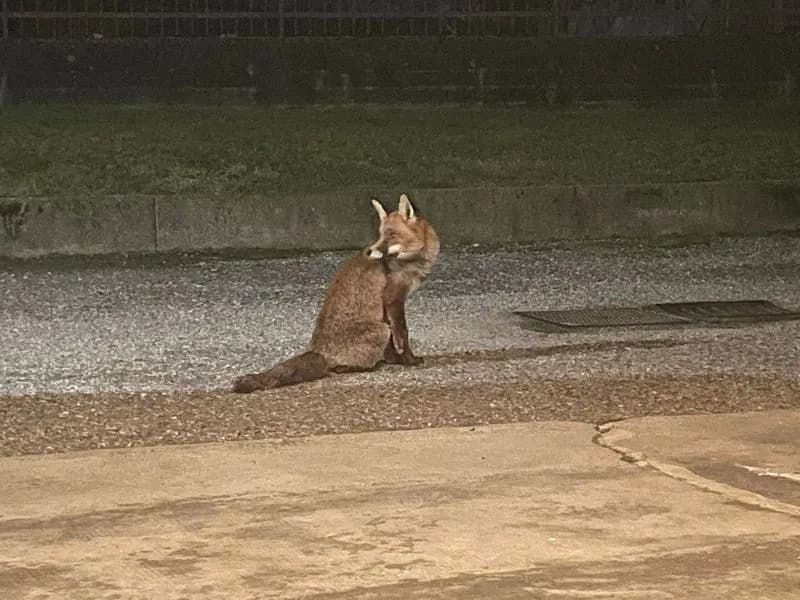 CASTELLAMONTE - Volpe a spasso per la città, recuperata e affidata alle cure del Canc: era ferita a una zampa