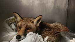 CASTELLAMONTE - Buone notizie per la volpe mascotte salvata dopo un mese di «scorribande» in centro