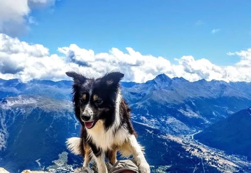 CERESOLE REALE - Cane disperso in montagna durante un'escursione, accorato appello del proprietario: «Aiutatemi a salvarlo»