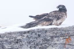 GRAN PARADISO - Sono nati due piccoli gipeti in Valle Orco