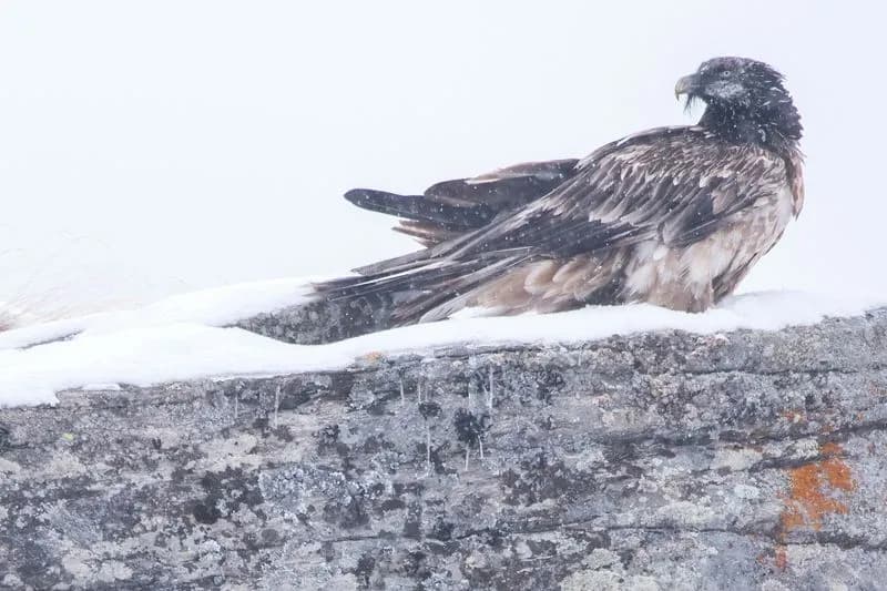 GRAN PARADISO - Sono nati due piccoli gipeti in Valle Orco