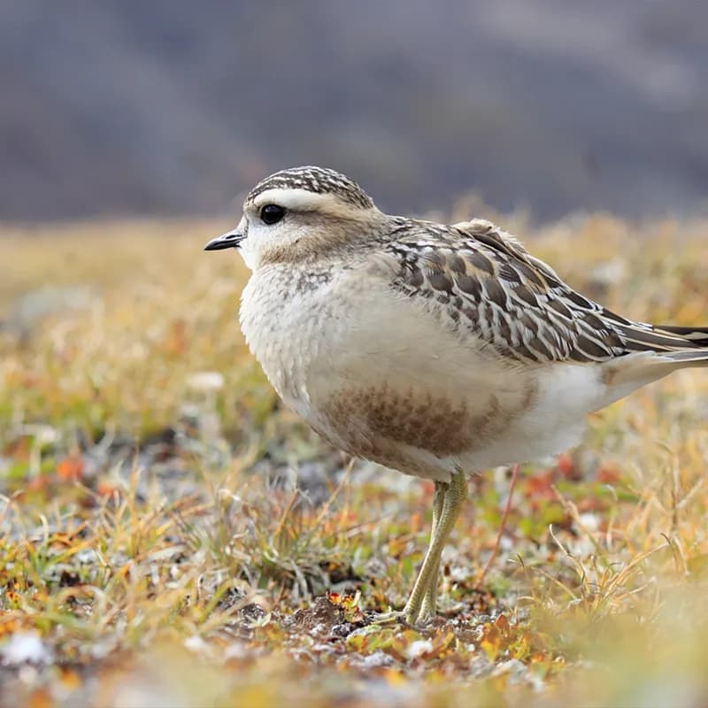 CERESOLE REALE - Appuntamento con «Natura in Evoluzione»: in volo sul Nivolet - FOTO