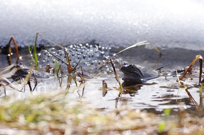 CERESOLE REALE - Dopo decenni ritornano le rane al lago Leità - FOTO