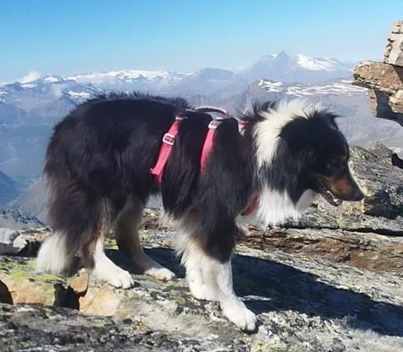 CERESOLE REALE - Trovato senza vita il cane disperso in montagna durante un'escursione: addio a Switch - FOTO