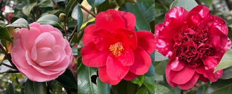 CHIAVERANO - Apre il parco «Il Cuore delle Camelie»: 400 camelie e una storia di passione, memoria e condivisione