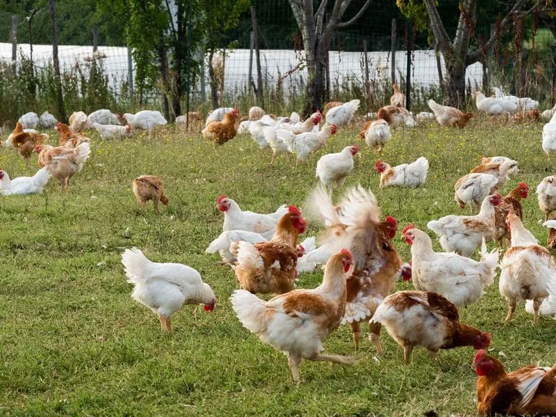 CHIVASSO - Focolaio di aviaria estinto: revocate le ordinanze dell'Asl To4 e le restrizioni per fiere e mercati