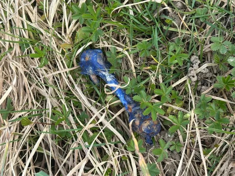 CHIVASSO - Allarme bocconi avvelenati lungo il canale Cavour: indagini in corso