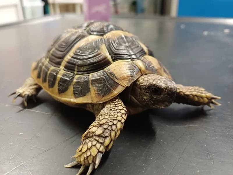 CHIVASSO - Ritrovato un esemplare di Testudo Hermanni nella zona di via Togliatti