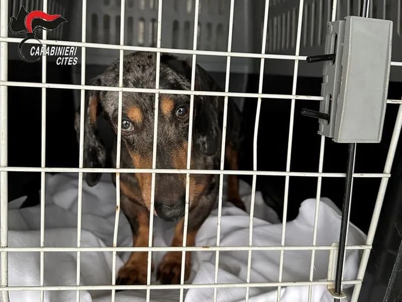 CHIVASSO - Cuccioli maltrattati, venduti come sani anche se malati: un giro d'affari di 230 mila euro