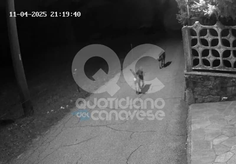 LUPI IN CANAVESE - Nuovo avvistamento tra le case in Valle Sacra - FOTO e VIDEO
