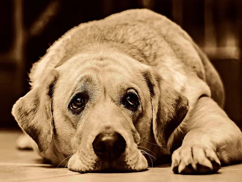 PET - Verbania, la campagna per adottare cani anziani