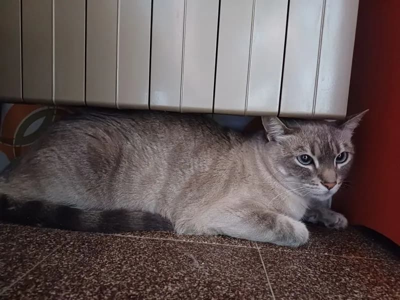 CUORGNE' - L'incredibile storia della gatta Birba: scappa di casa a Brescia e viene salvata in Canavese