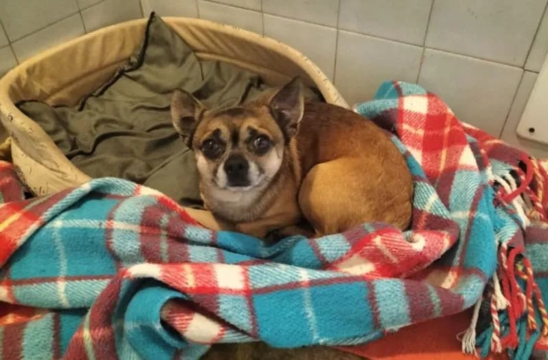 CUORGNE' - Appello per ritrovare la famiglia di questo cagnolino smarrito in zona Santa Lucia