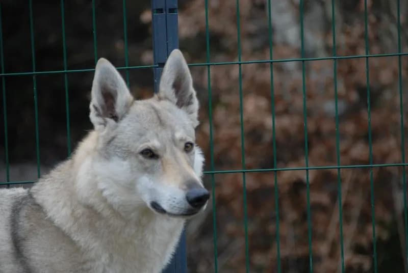 FAVRIA - Appello per ritrovare questo splendido lupo cecoslovacco - FOTO