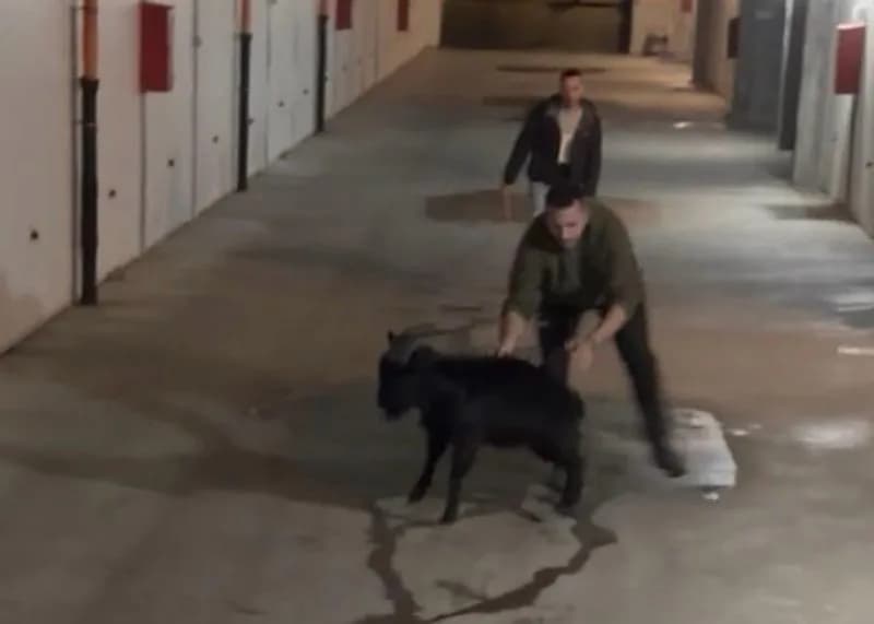 FAVRIA - Caprone in fuga in paese: salvato nella notte grazie al sindaco e due cittadini - FOTO