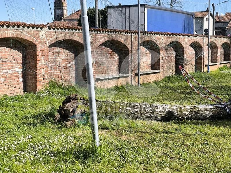 FELETTO - Crolla un albero all'improvviso, il Comune chiude il parco: «Necessaria la verifica di tutte le piante» - FOTO
