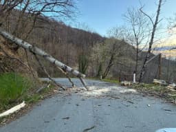VENTO FORTE SUL CANAVESE - Incendi, alberi e pali abbattuti: decine di chiamate ai vigili del fuoco - FOTO