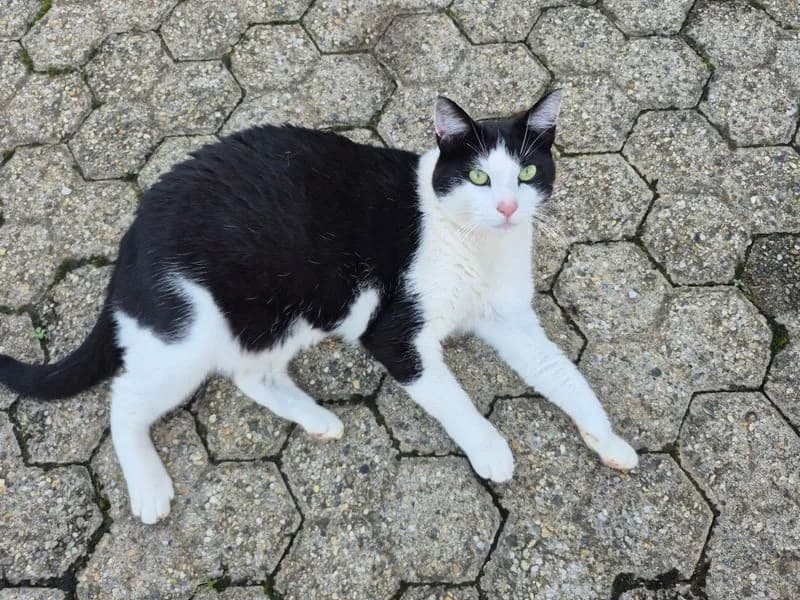 FORNO CANAVESE - Appello per ritrovare la gatta Gigia - FOTO