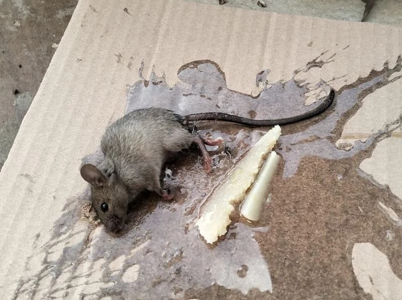 FORNO CANAVESE - Odori nauseabondi e topi che entrano in casa: fioccano le lamentele dei residenti