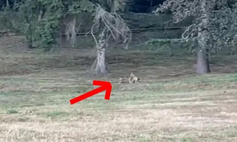 FRONT CANAVESE - Avvistato un lupo vicino alle case con una preda appena catturata - VIDEO