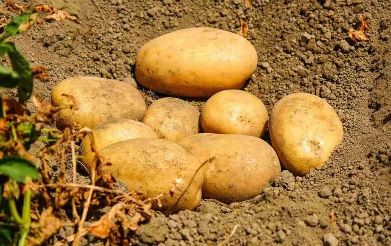 FOOD - Il 30 maggio è l'International Day of Potato