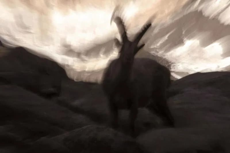 GRAN PARADISO - Etica della fotografia naturalistica: il Parco in mostra al Forte di Bard