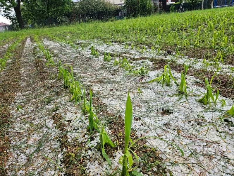CANAVESE - Chicchi di grandine come palline da ping-pong: ingenti danni all'agricoltura - FOTO